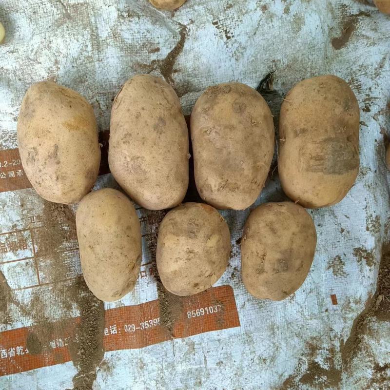 沃土土豆V7希森土豆基地直发对接商超社团