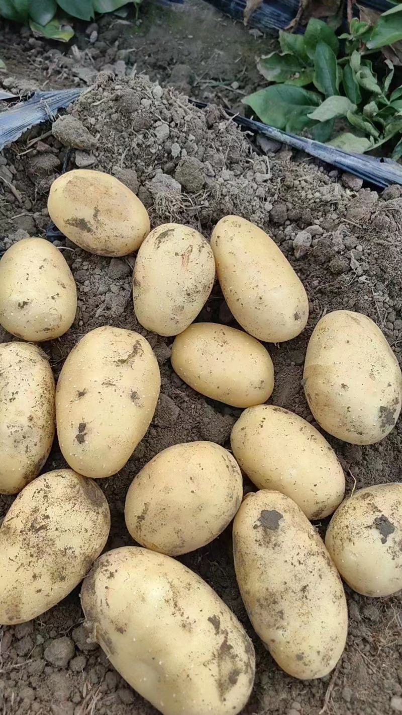 沃土土豆V7希森土豆基地直发对接商超社团