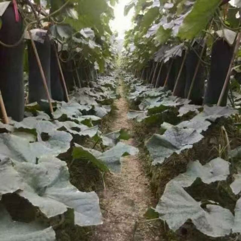 【每日特价】黑皮大冬瓜苗绿皮小冬瓜苗粉皮小冬瓜苗山东产地