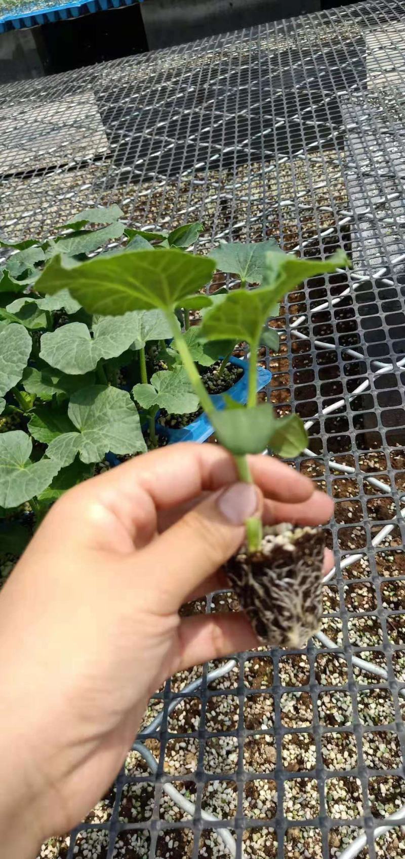 【每日特价】黑皮大冬瓜苗绿皮小冬瓜苗粉皮小冬瓜苗山东产地