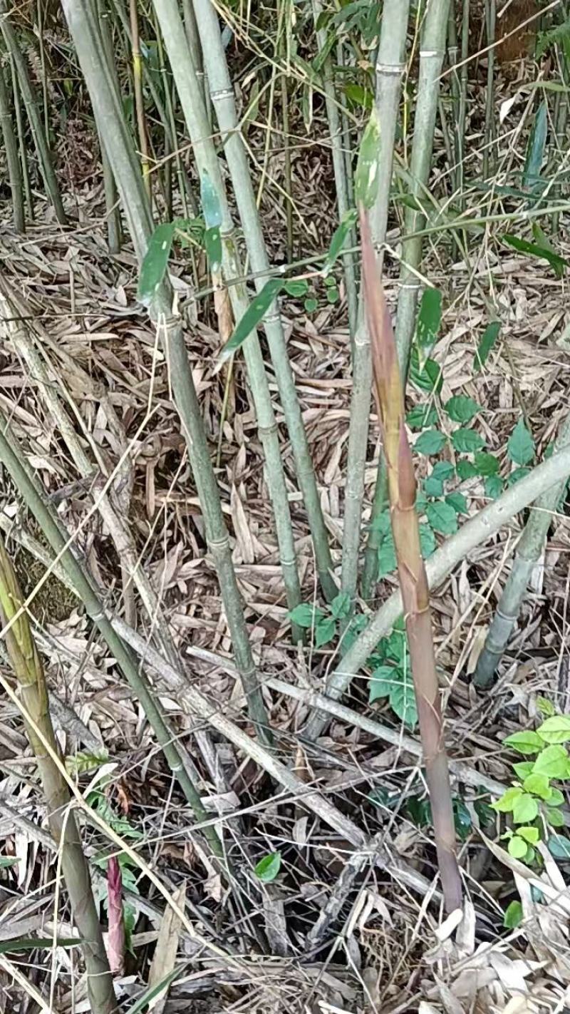 竹竿蔬菜竹竿架子大量供应实心结实可视频看货供全国渠道