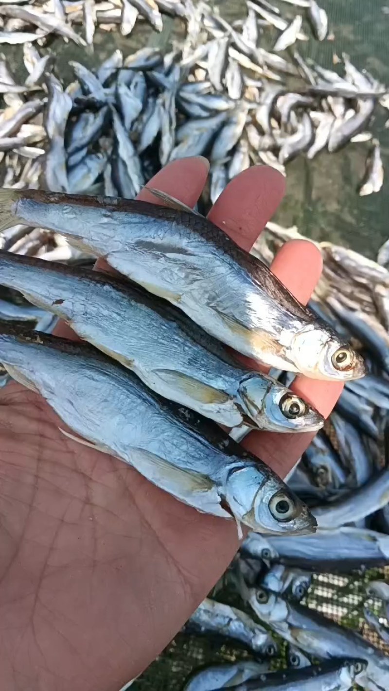 鱼干，餐子.干鱼叼子鱼蓝刀