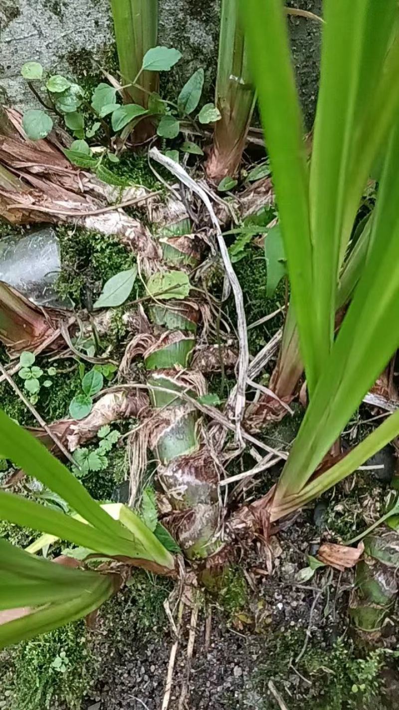 野生石菖蒲苗大量有货，要的老板联系啦