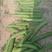 中豌九号长寿仁水果豌豆11新品种豌豆大量上市