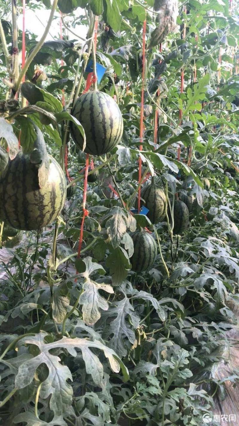 本地吊蓝西瓜大量供货中，全国可发，质优价廉