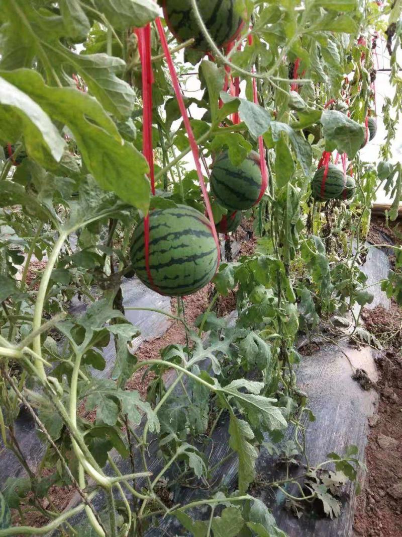 本地吊蓝西瓜大量供货中，全国可发，质优价廉