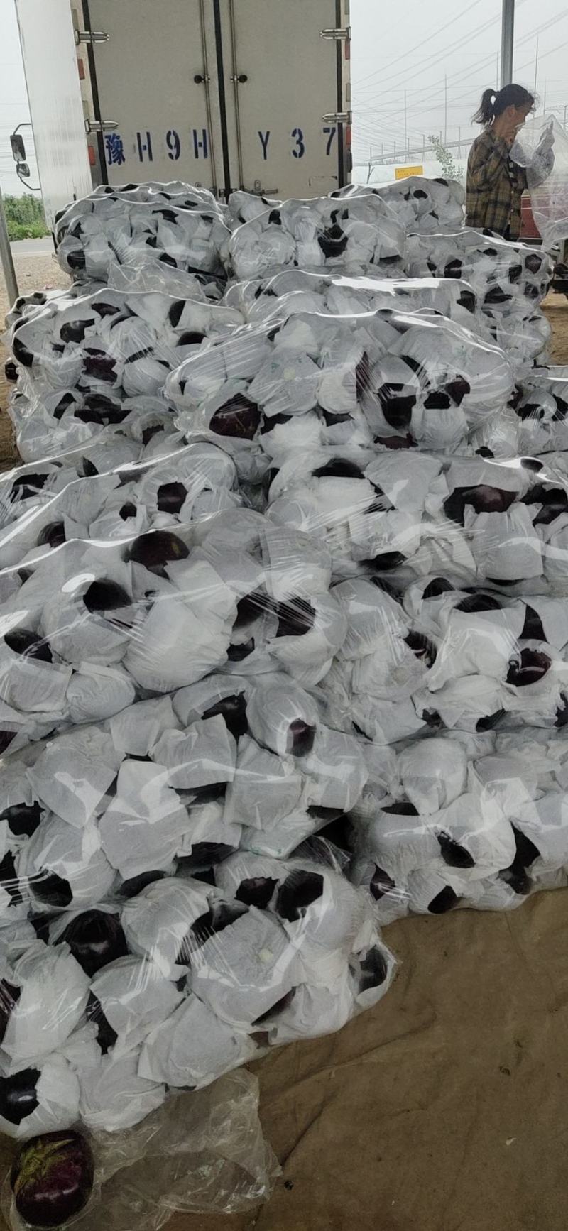 精品圆茄，河南茄子，产地直发，保质保量