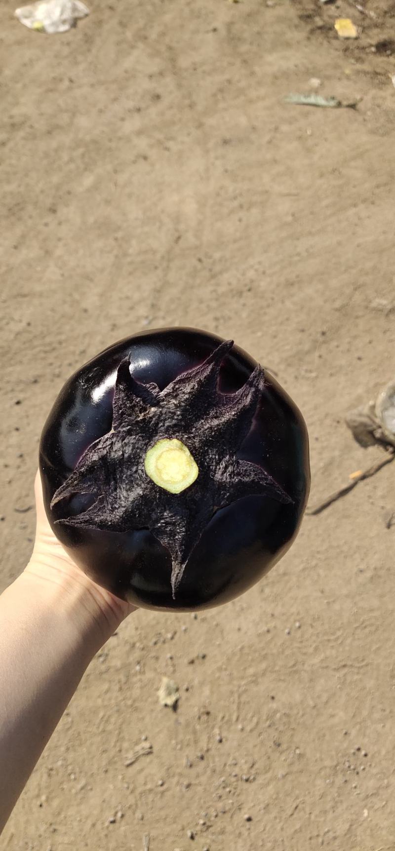 精品圆茄，河南茄子，产地直发，保质保量