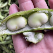 蚕豆/江苏蚕豆/大丰蚕豆/东台蚕豆/海门蚕豆/
