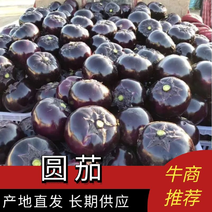 河北邯郸一手货源紫光茄子大量上市中货源充足量大