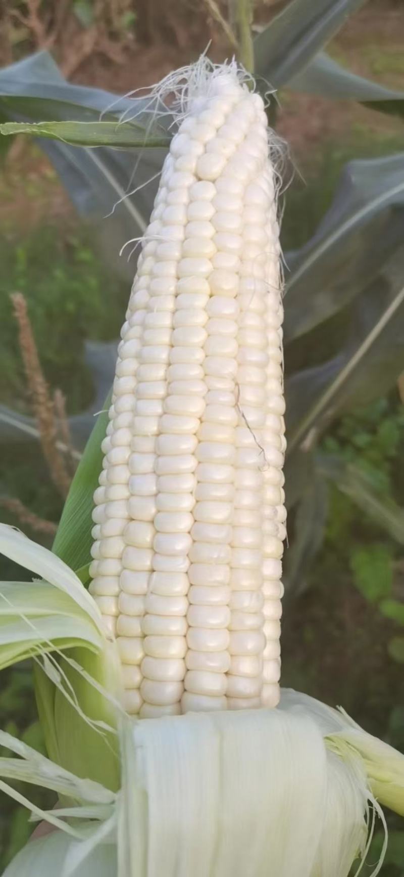 云南场区精选蔬菜