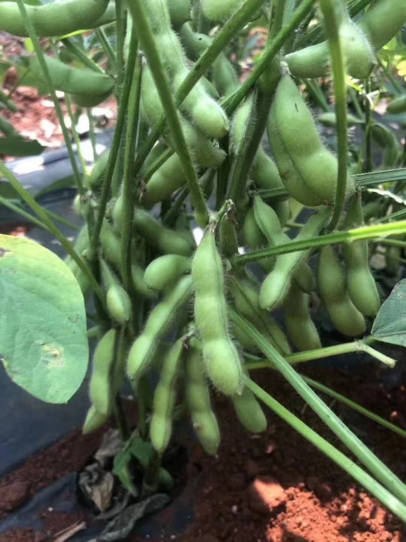 云南场区精选蔬菜
