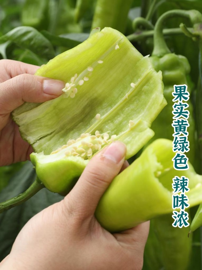 【实力推荐】青皮辣椒尖椒大量上市诚信经营全国可发