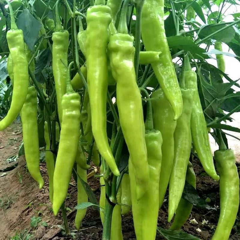 【实力推荐】青皮辣椒尖椒大量上市诚信经营全国可发