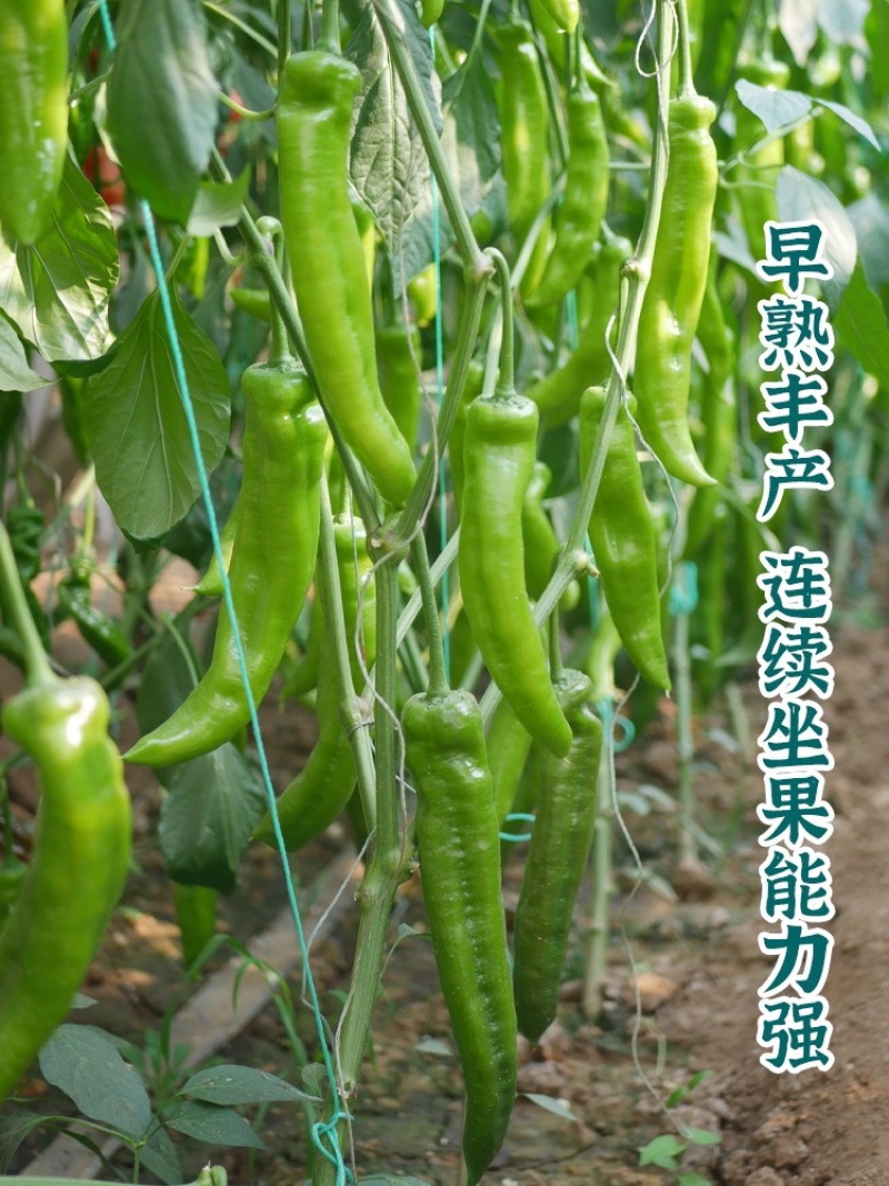 【实力推荐】青皮辣椒尖椒大量上市诚信经营全国可发