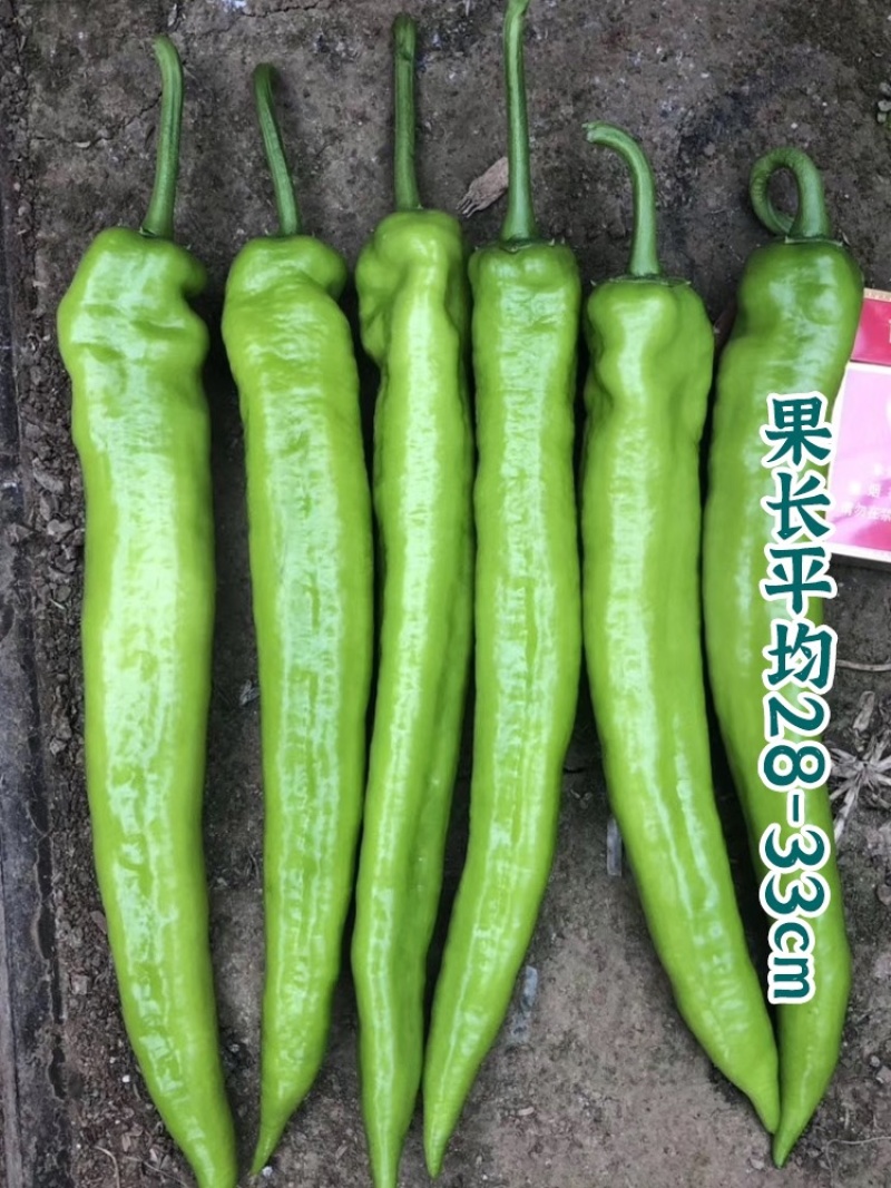 【实力推荐】青皮辣椒尖椒大量上市诚信经营全国可发