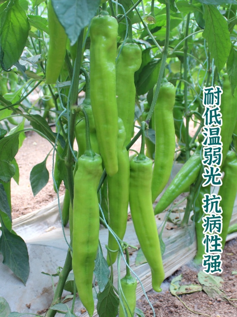 【实力推荐】青皮辣椒尖椒大量上市诚信经营全国可发