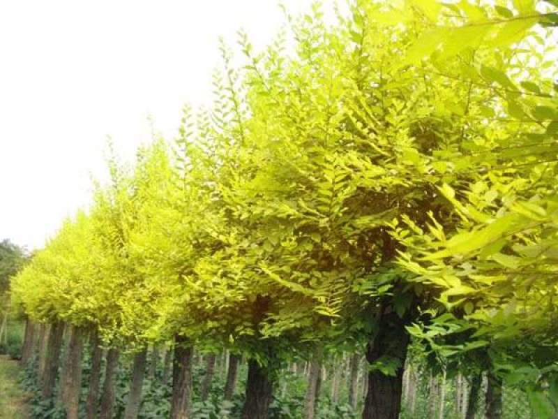 金叶榆25