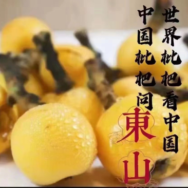 苏州东山白玉枇杷