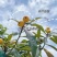 苏州东山白玉枇杷
