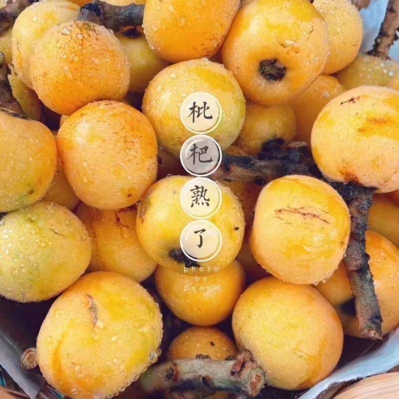 苏州东山白玉枇杷