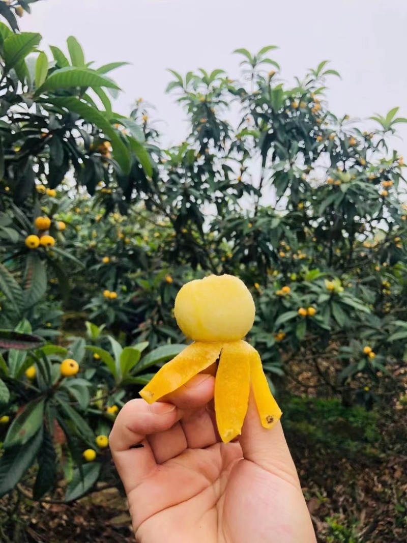 苏州东山白玉枇杷