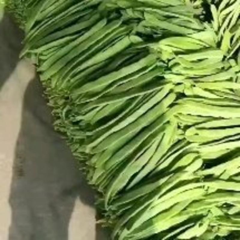山东莘县精品扁豆己大量上市，基地直发，电商供货。