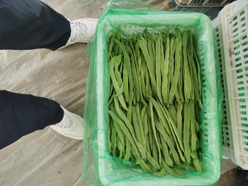 山东莘县精品扁豆己大量上市，基地直发，电商供货。