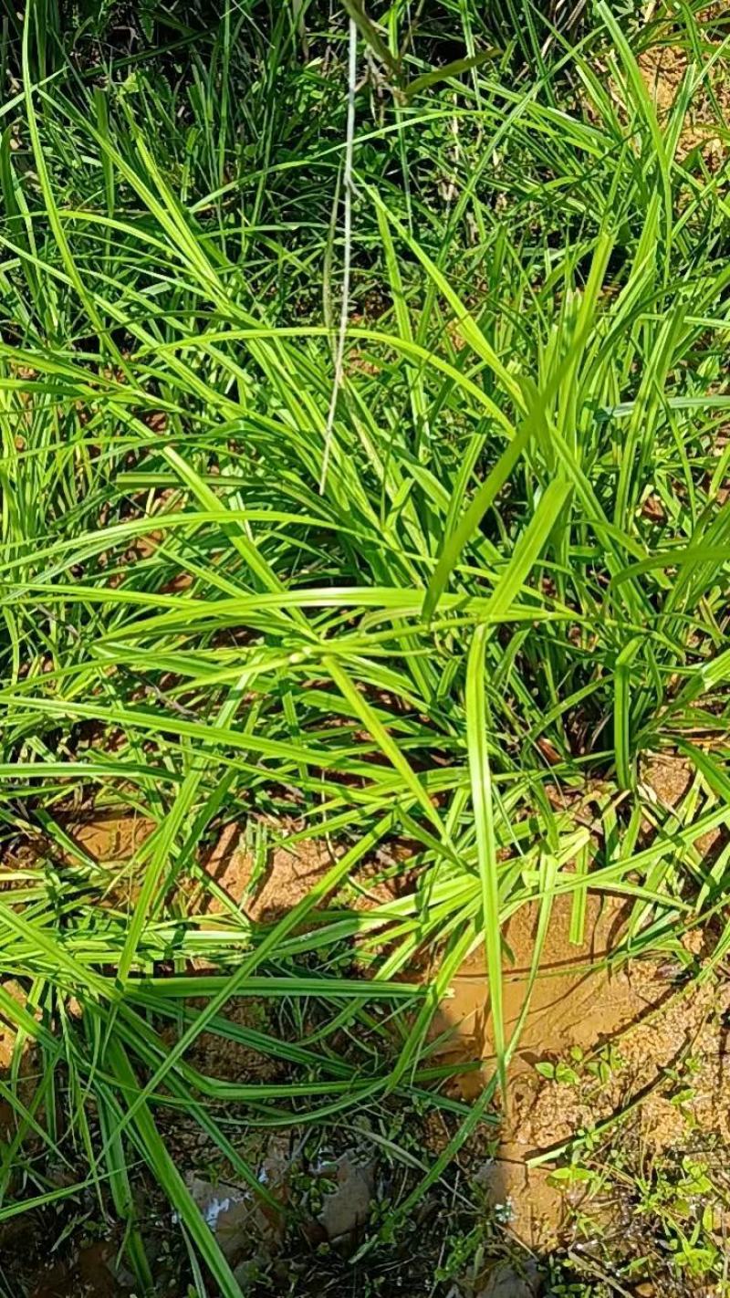 野生石菖蒲苗大量有货，要的老板联系啦