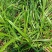 野生石菖蒲苗大量有货，要的老板联系啦