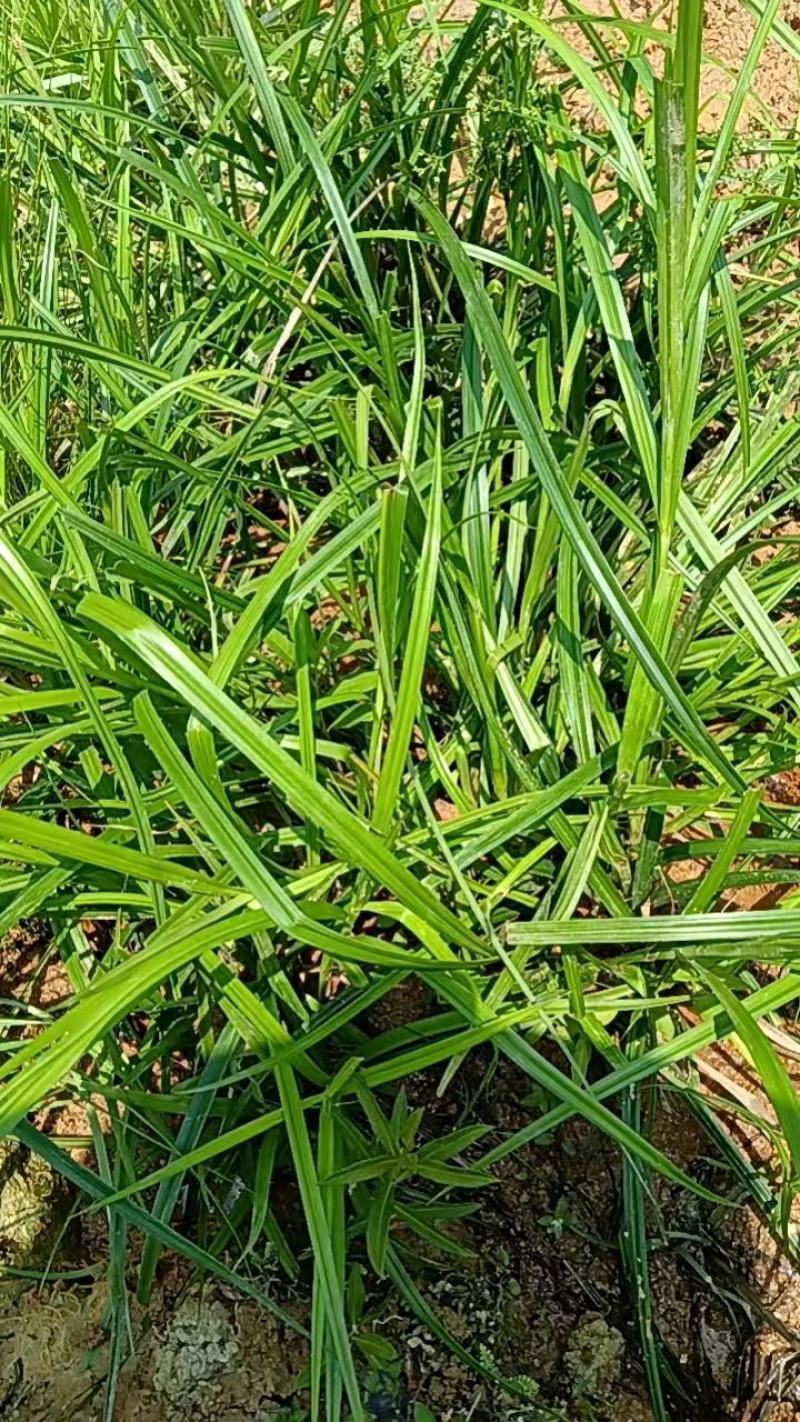 野生石菖蒲苗大量有货，要的老板联系啦