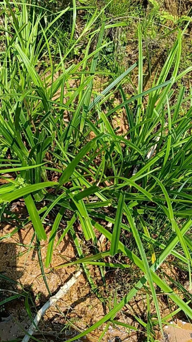 野生石菖蒲苗大量有货，要的老板联系啦