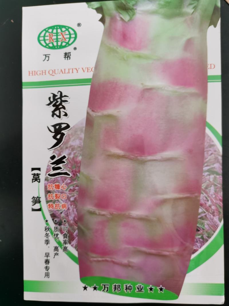 紫罗兰种子