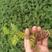 胡椒木苗广州发货，基地直销，根系发达适合种盆栽，
