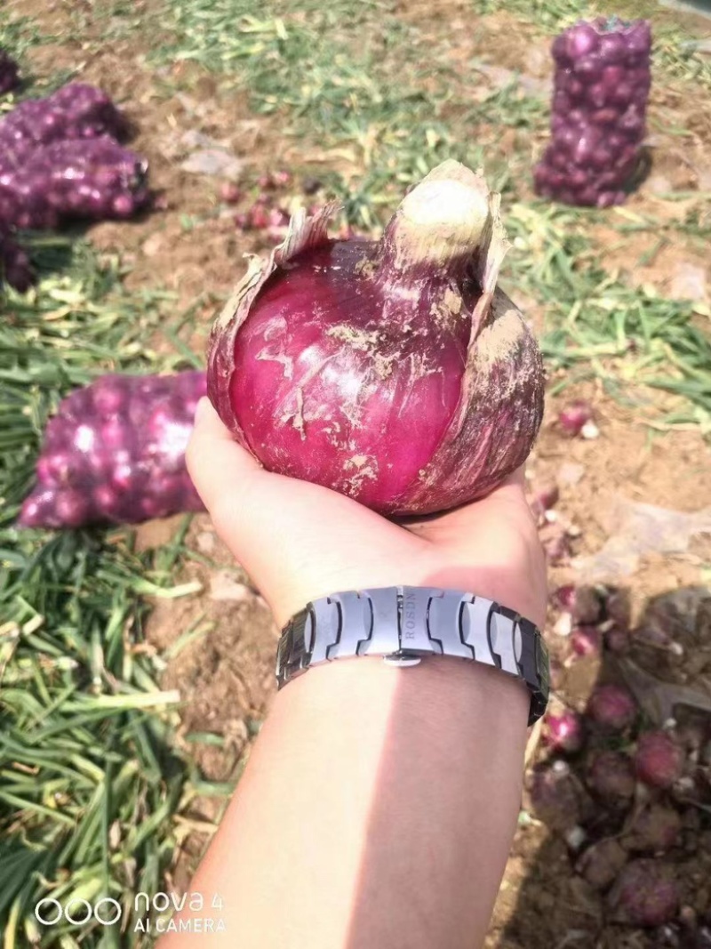 云南洋葱红皮洋葱货源充足对接电商批发商社区