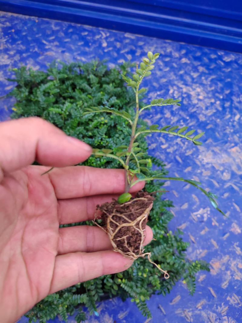 胡椒木苗广州发货，基地直销，根系发达适合种盆栽，