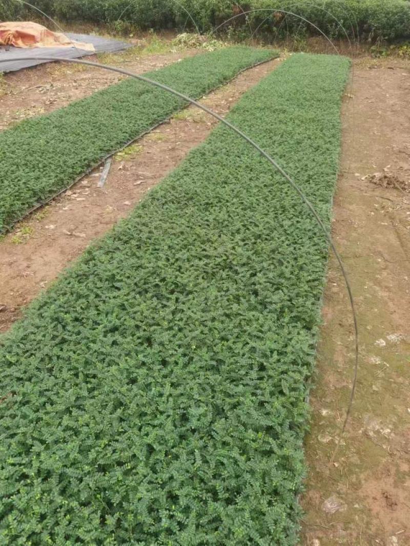 胡椒木苗广州发货，基地直销，根系发达适合种盆栽，