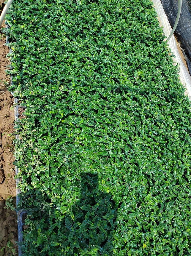 胡椒木苗广州发货，基地直销，根系发达适合种盆栽，