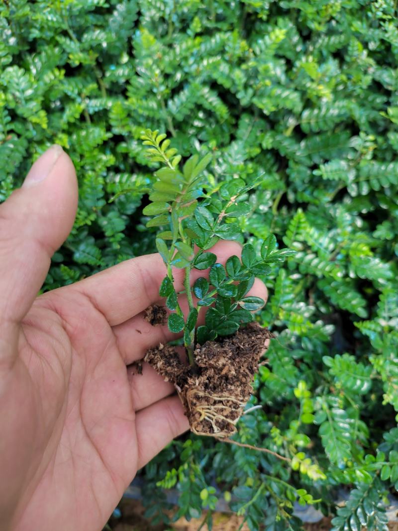 胡椒木苗广州发货，基地直销，根系发达适合种盆栽，
