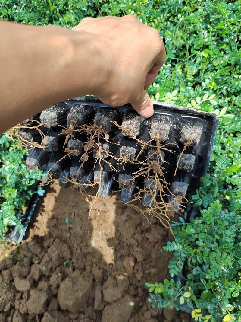 胡椒木苗广州发货，基地直销，根系发达适合种盆栽，