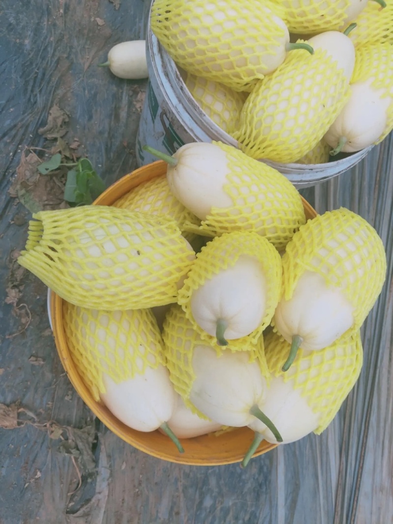 山东天美55甜瓜甜度高品质好可视频看货欢迎来电