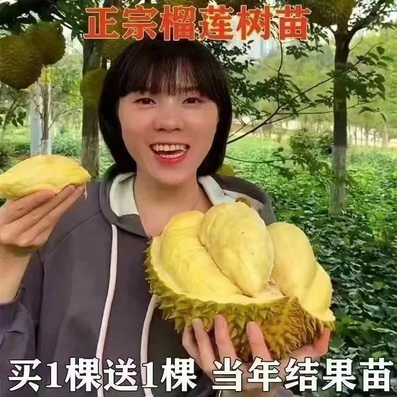 新品大果红皮红肉菠萝蜜干苞马来西亚-号12号红肉嫁接树苗