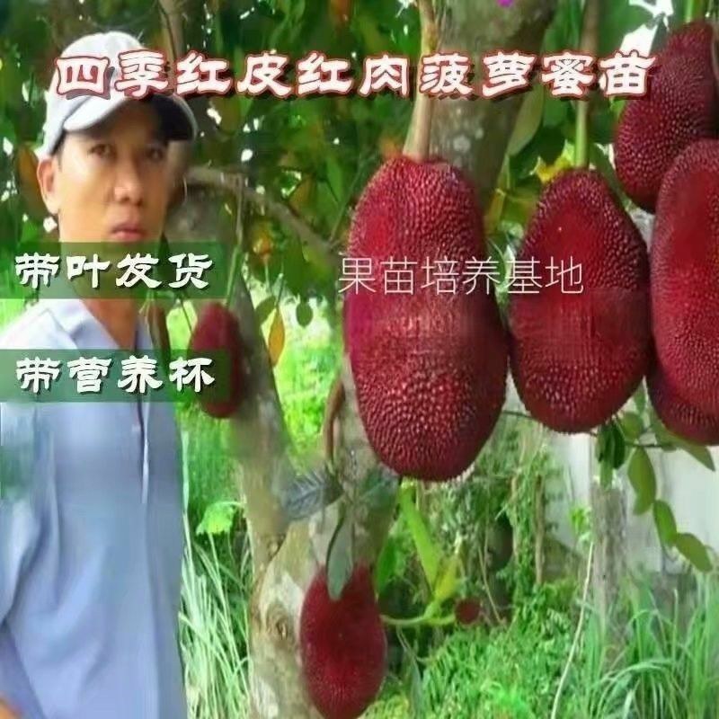 新品大果红皮红肉菠萝蜜干苞马来西亚-号12号红肉嫁接树苗
