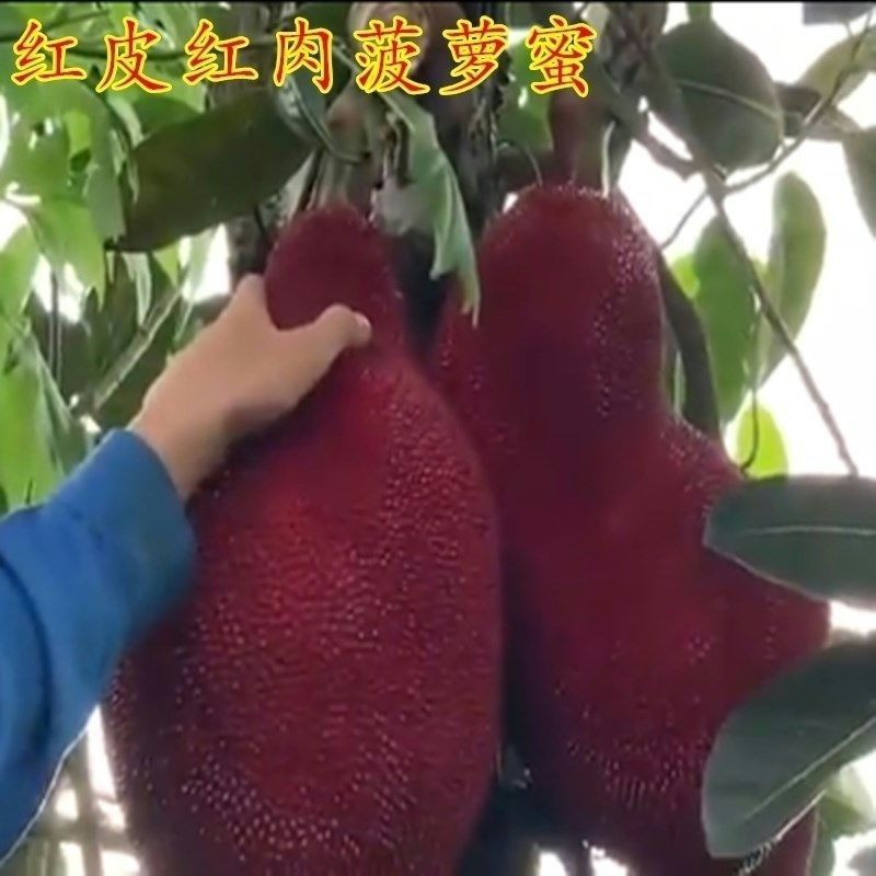 新品大果红皮红肉菠萝蜜干苞马来西亚-号12号红肉嫁接树苗