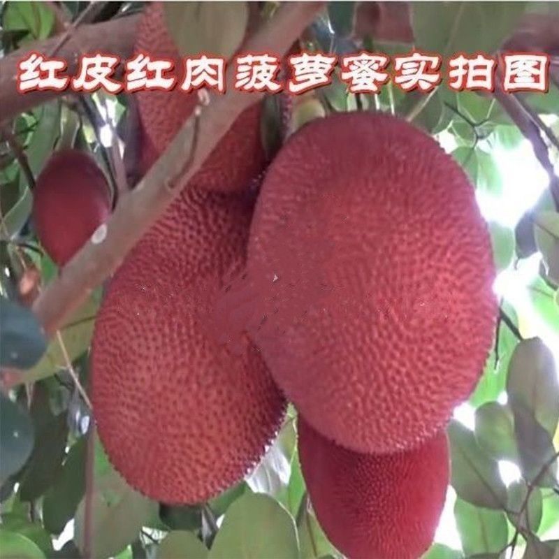 新品大果红皮红肉菠萝蜜干苞马来西亚-号12号红肉嫁接树苗
