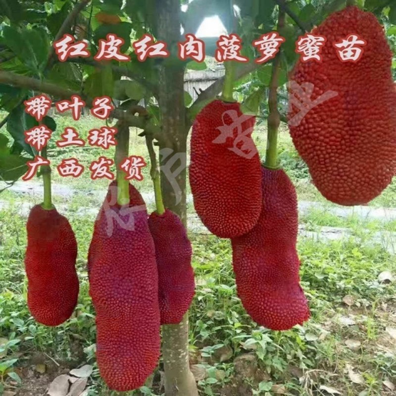 新品大果红皮红肉菠萝蜜干苞马来西亚-号12号红肉嫁接树苗