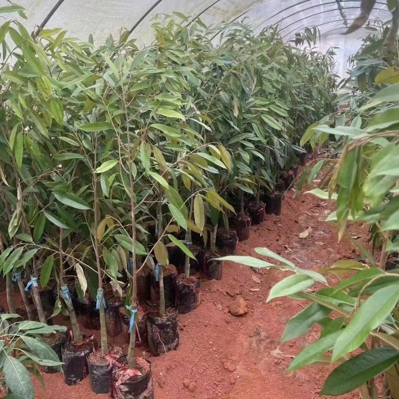 新品大果红皮红肉菠萝蜜干苞马来西亚-号12号红肉嫁接树苗