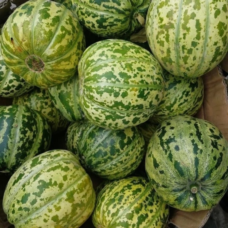山东精品面香瓜粉糯香甜质量保证大量供货