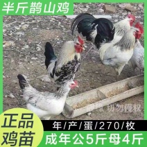 鹊山鸡苗包防疫包成活率货到满意付款诚信至上满千送百