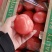 硬粉西红柿，现摘现发，货源充足，梨园硬粉，对接全国市场